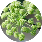 Fivfivgo® Hemorrhoid & Fissure Cream image Fivfivgo® Hemorrhoid & Fissure Cream