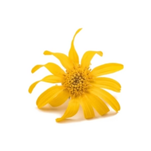 NovaRX® MagniSooth Nerve Therapy Roll On image NovaRX® MagniSooth Nerve Therapy Roll On